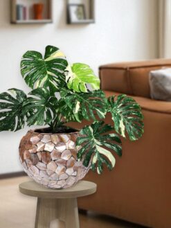 Elegant Mother Of Pearl Planter Pot (1)