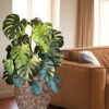 Handmade Mother Of Pearl Planter Pot (1)