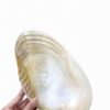 Natural Mother Of Pearl Seashell Dish (1)