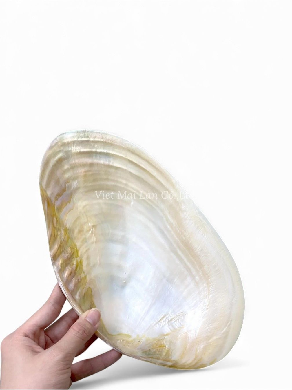 Natural Mother Of Pearl Seashell Dish (1)