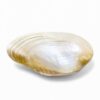 Natural Mother Of Pearl Seashell Dish (2)