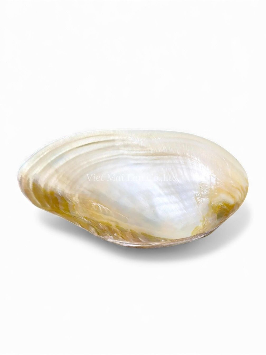 Natural Mother Of Pearl Seashell Dish (2)