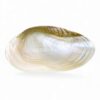 Natural Mother Of Pearl Seashell Dish (3)