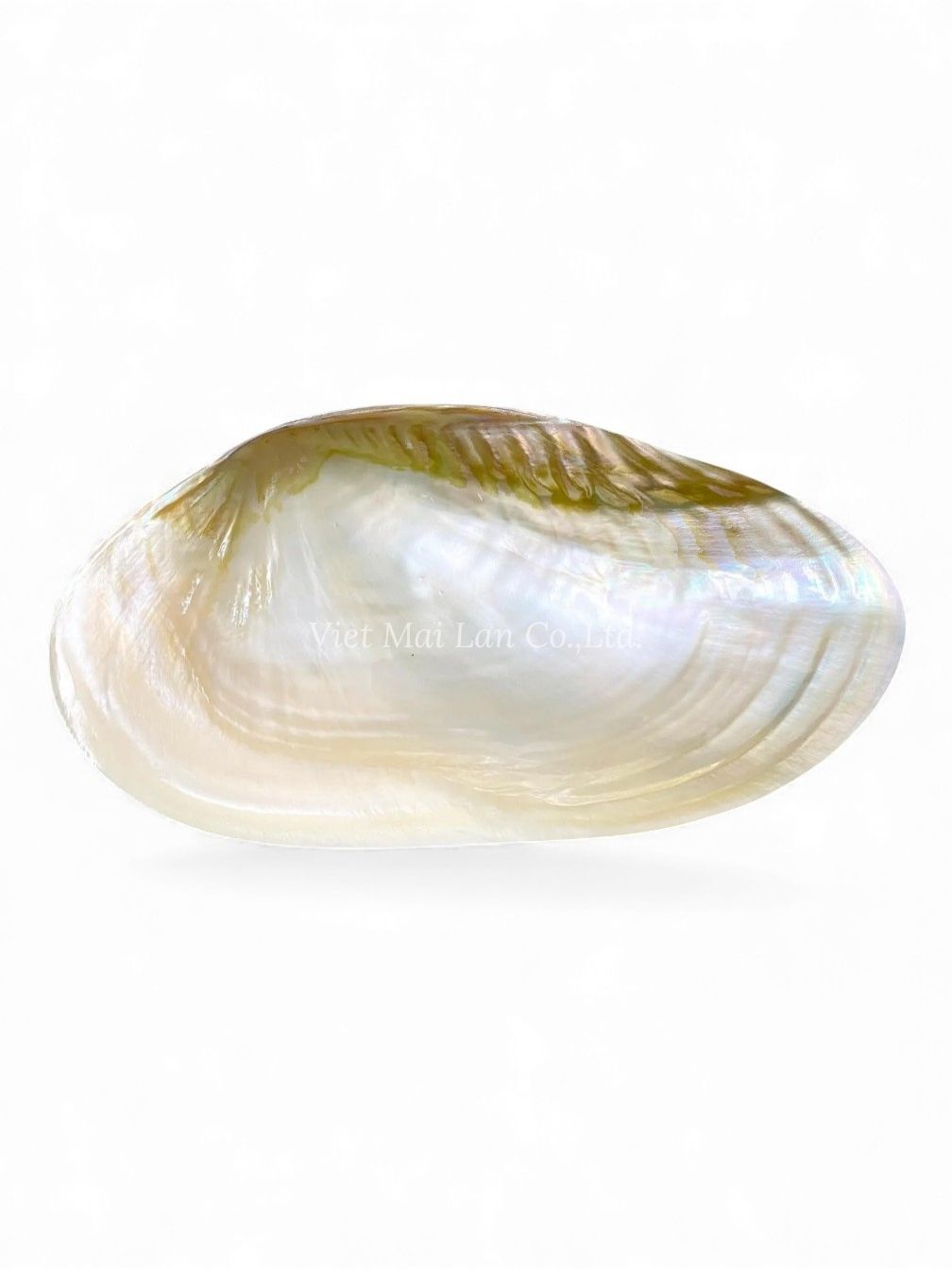 Natural Mother Of Pearl Seashell Dish (3)
