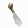 Polished Mother Of Pearl Fork (2)