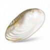 Silver Rim Mother Of Pearl Seashell Dish (2)