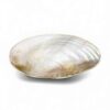 Silver Rim Mother Of Pearl Seashell Dish (4)